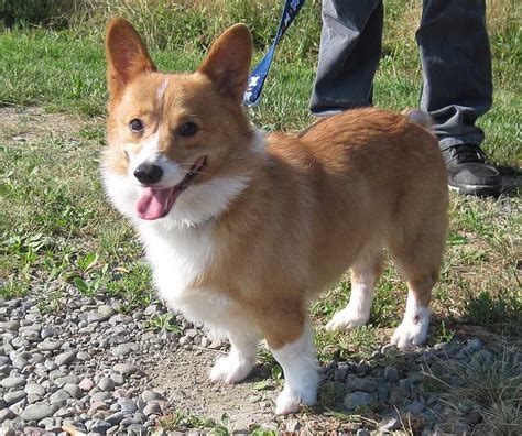 Corgi rescue va - Corgi dogs and puppies available for adoption near Richmond, Blacksburg, and Fredericksburg! A complete list of all Corgi rescue groups located in Virginia and across the USA! Local Dog Rescues